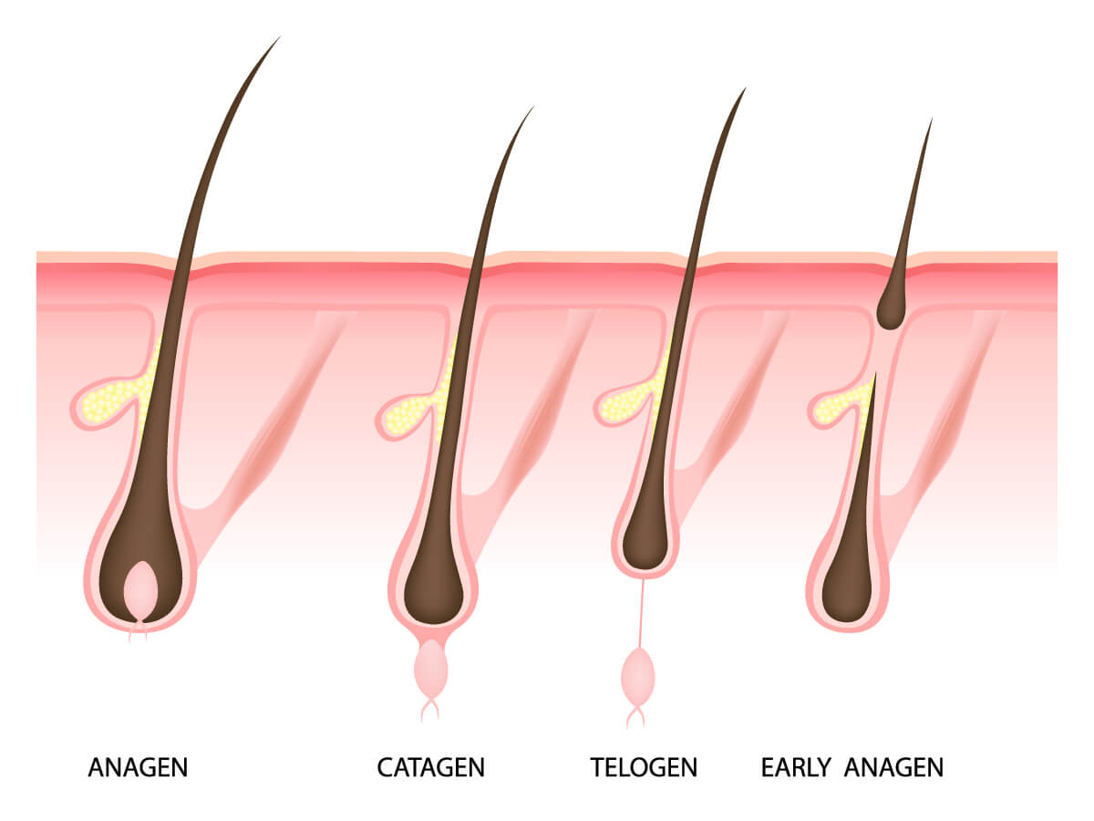 The Hair Growth Cycle Explained - Waxing by Leigh | Hollywood ...